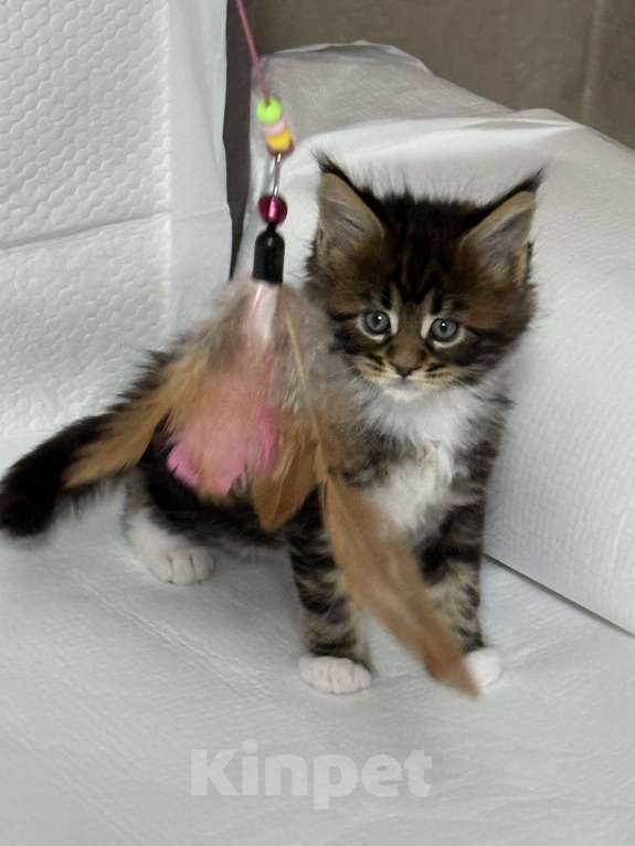 Кошки в Новосибирске: Открыто резервирование Мальчик, Бесплатно - фото 7