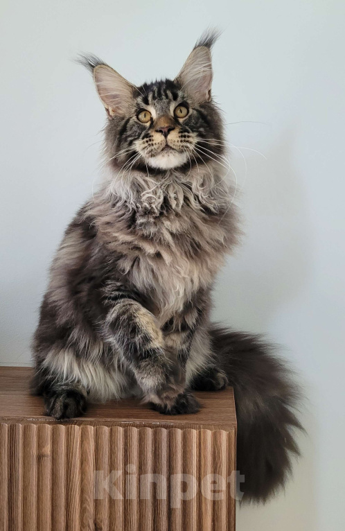 Кошки в Москве: Котенок чёрный мрамор Мальчик, 85 000 руб. - фото 5