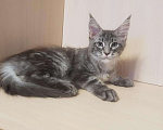 Кошки в Гусиноозерске: Котята мейн-кун, 30 000 руб. - фото 6