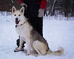 Собаки в Москве: Молодой красавец хаски Грей ищет дом Мальчик, Бесплатно - фото 2