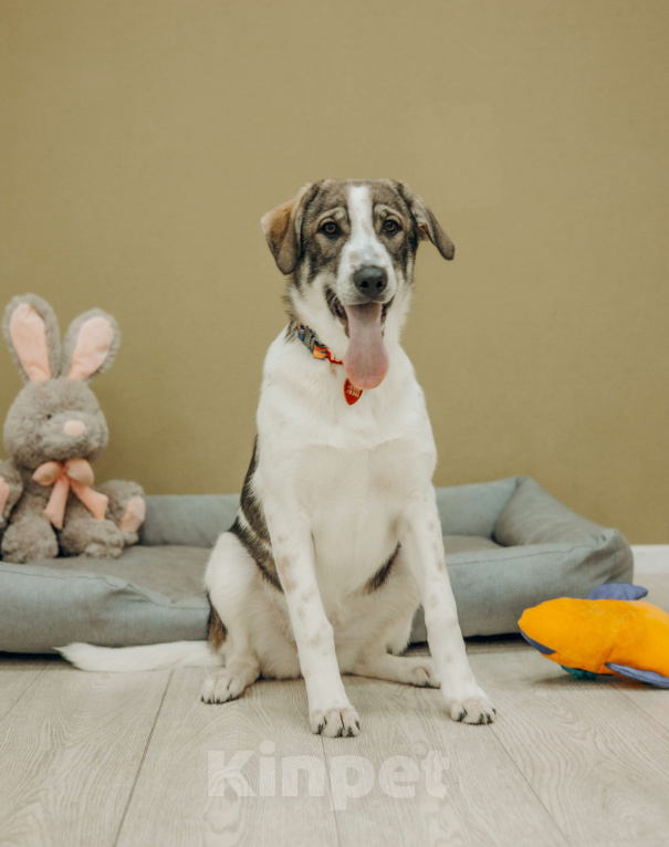 Собаки в Москве: Щенки бесплатно в Москве Девочка, Бесплатно - фото 2