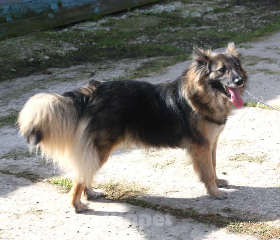 Собаки в Москве: Небольшая, ласковая, пушистенькая Люся очень ждет тебя- родной человек! Девочка, Бесплатно - фото 9