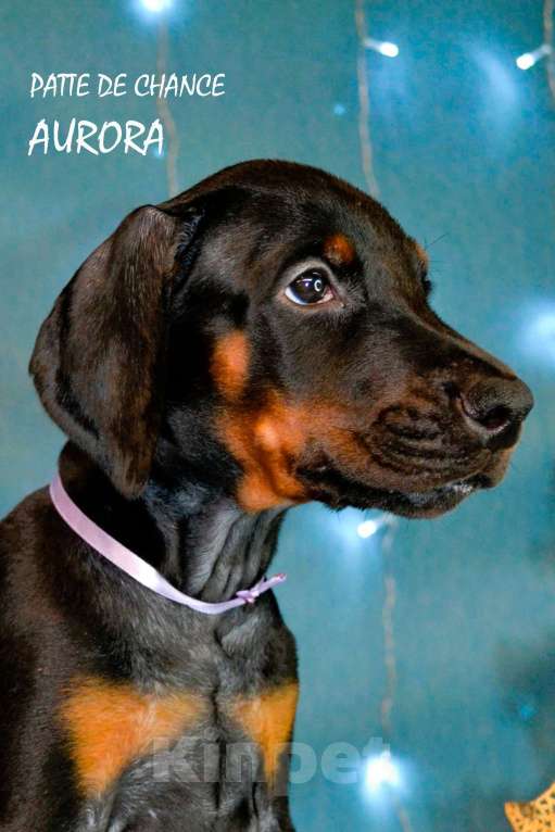 Собаки в Санкт-Петербурге: Щенок добермана Аврора Девочка, 90 000 руб. - фото 3