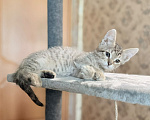 Кошки в Красноармейске: Котенок девочка Ириска Девочка, Бесплатно - фото 2