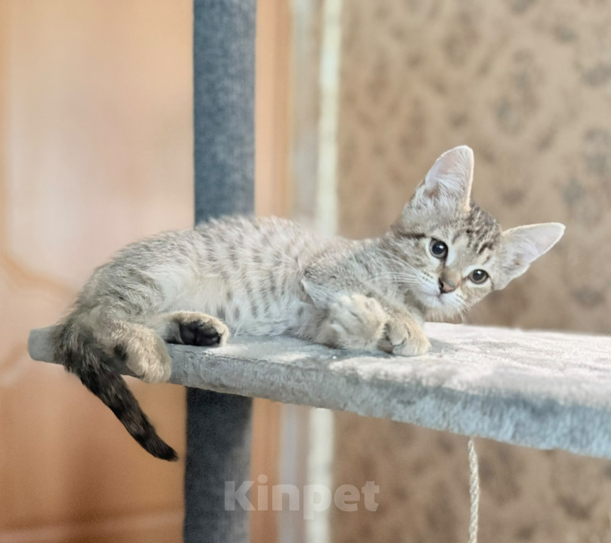 Кошки в Красноармейске: Котенок девочка Ириска Девочка, Бесплатно - фото 2