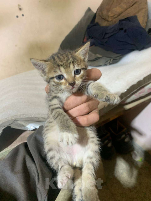 Кошки в Казани: Котята в добрые руки Девочка, Бесплатно - фото 5