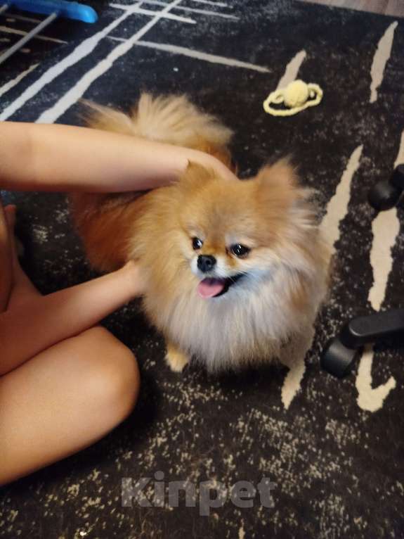 Собаки в Москве: В надёжные руки Мальчик, 10 000 руб. - фото 3