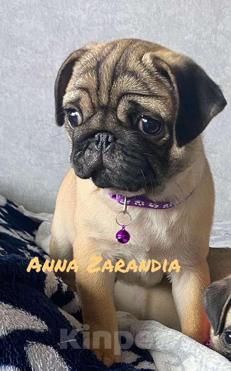 Собаки в Кропоткине: Щенки мопса Разнополые, Бесплатно - фото 1