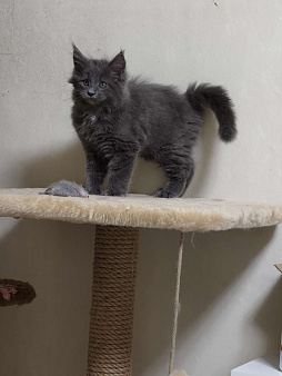 Полидакт мейн-кун котята