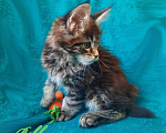 Кошки в Воронеже: Котята мейн-кун из питомника  Девочка, 45 000 руб. - фото 1