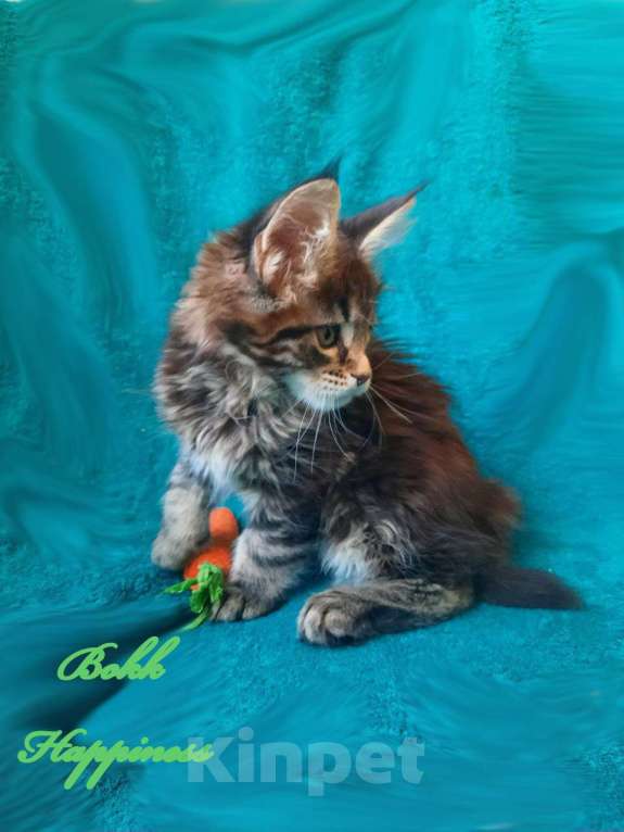 Кошки в Воронеже: Котята мейн-кун из питомника  Девочка, 45 000 руб. - фото 1