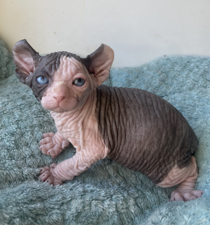 Кошки в Кирове: Котенок эльф Мальчик, 150 000 руб. - фото 6