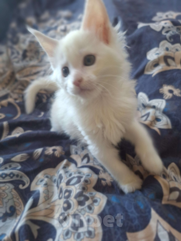Кошки в Санкт-Петербурге: Котята мейн кун Девочка, 17 000 руб. - фото 7