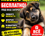 Кошки в Москве: Котики и собачки в добрые руки Разнополые, Бесплатно - фото 2