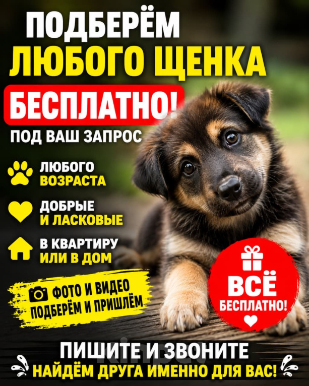 Кошки в Москве: Котики и собачки в добрые руки Разнополые, Бесплатно - фото 2
