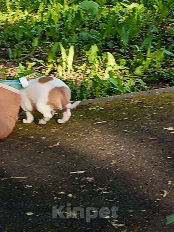 Собаки в Москве: Чухуахуа Мальчик, 20 000 руб. - фото 3