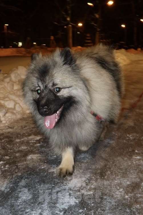 Собаки в Москве: Терри-Мак Из Воронцовского Дворца  Мальчик, 70 000 руб. - фото 6