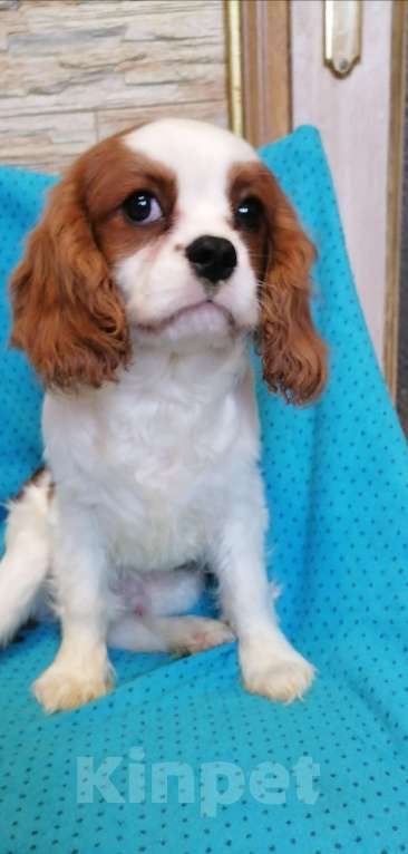 Собаки в Москве: Кавалер Кинг Чарльз 5 мес Девочки. Девочка, 100 000 руб. - фото 5