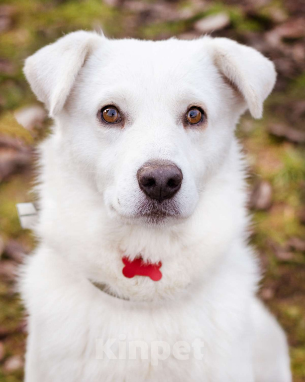 Собаки в Москве: Бельчик - ищет дом и семью Мальчик, Бесплатно - фото 1