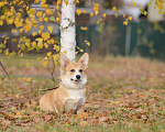 Собаки в Воронеже: Щенки Вельш Корги Пемброк Мальчик, 75 000 руб. - фото 2