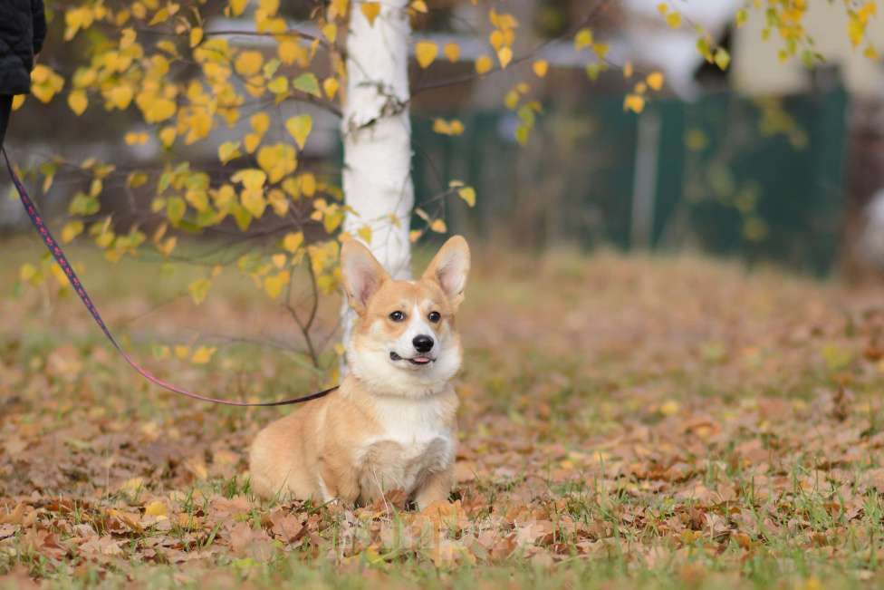 Собаки в Воронеже: Щенки Вельш Корги Пемброк Мальчик, 75 000 руб. - фото 2