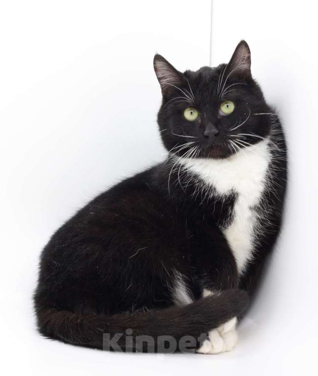 Кошки в Москве: Котёнок Марсель в добрые руки Мальчик, Бесплатно - фото 2