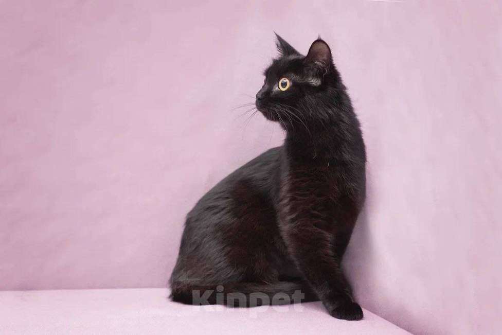 Кошки в Москве: Кошечка-глазастик ищет семью Девочка, Бесплатно - фото 4