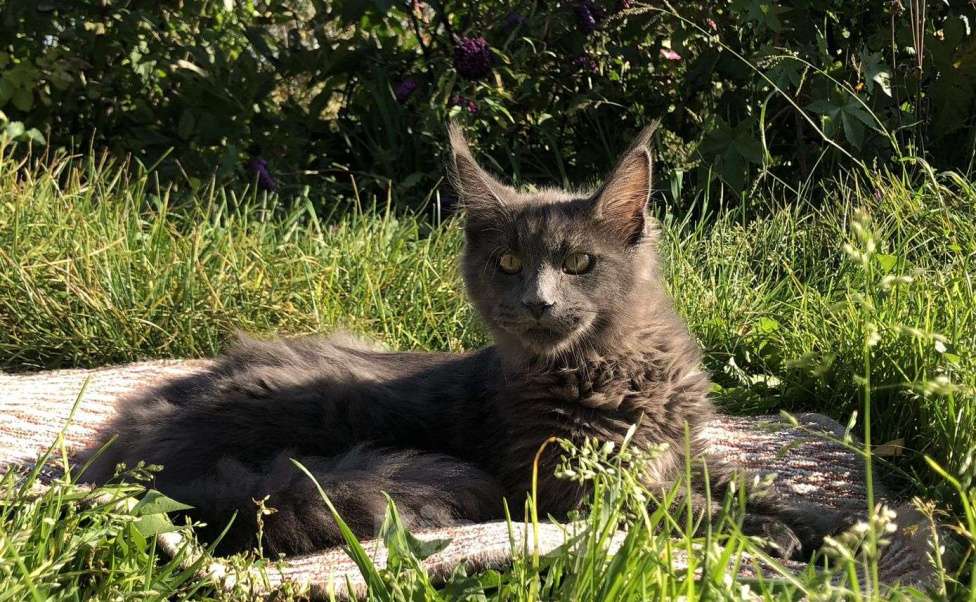 Кошки в Новосибирске: Котята Мейн-кун Мальчик, 20 000 руб. - фото 1