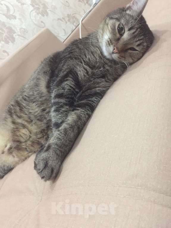 Кошки в Новосибирске: Отдам умного кота в добрые руки  Мальчик, Бесплатно - фото 2