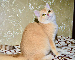Кошки в Москве: Золотая шиншилла девочка шотландская прямоухая Девочка, 25 000 руб. - фото 4