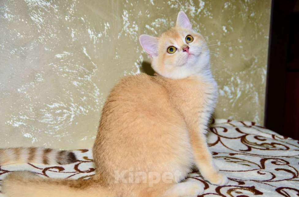 Кошки в Москве: Золотая шиншилла девочка шотландская прямоухая Девочка, 25 000 руб. - фото 4
