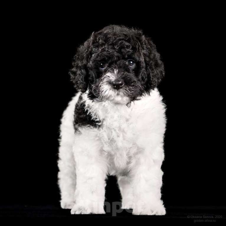 Собаки в других городах Ярославской области: Щенки испанской водяной собаки! Разнополые, 200 000 руб. - фото 3