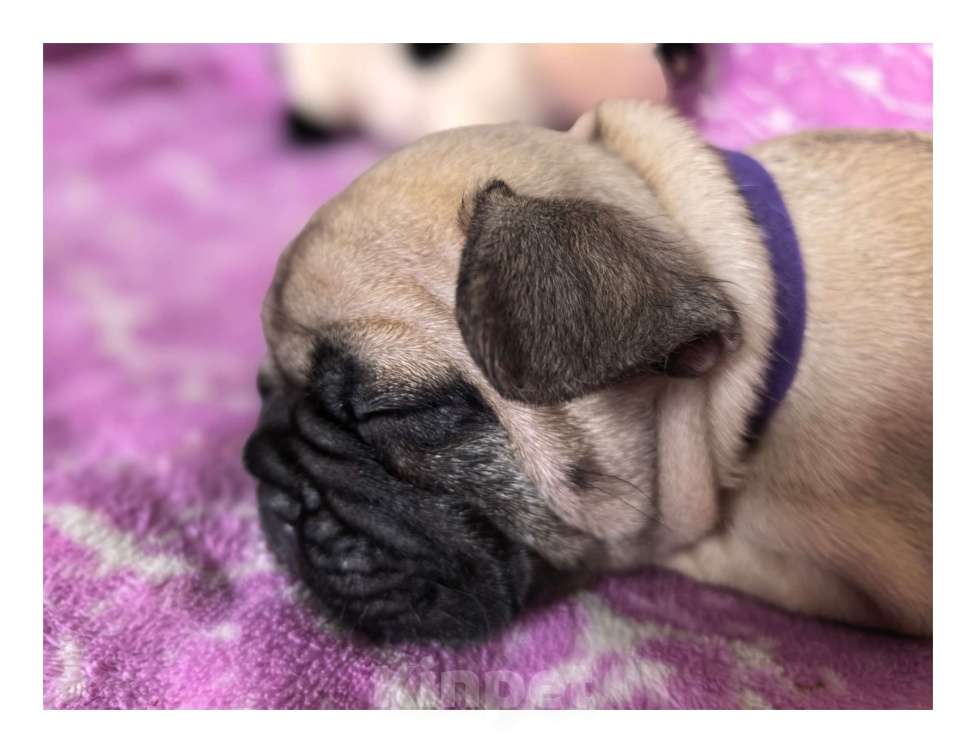 Собаки в Санкт-Петербурге: Французский бульдог щенки Мальчик, 60 000 руб. - фото 6