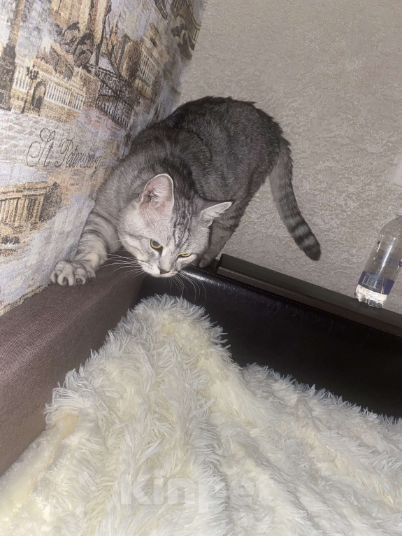 Кошки в Саратове: Отдам в добрые руки прекрасного кота  Мальчик, Бесплатно - фото 4