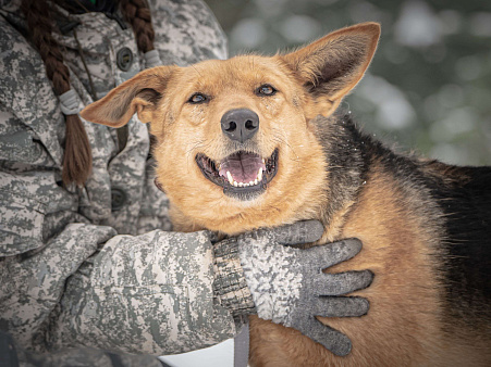 Санни — солнечная собачка