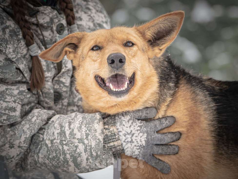 Собаки в Клине: Санни — солнечная собачка Девочка, Бесплатно - фото 1