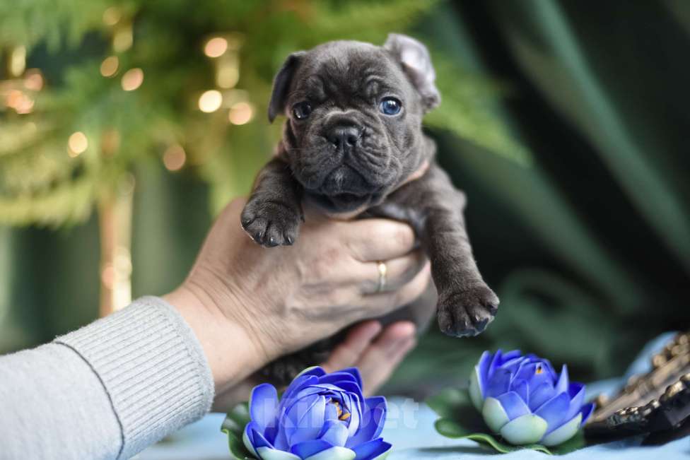 Собаки в Москве: мальчик голубой без подпала Мальчик, 65 000 руб. - фото 6