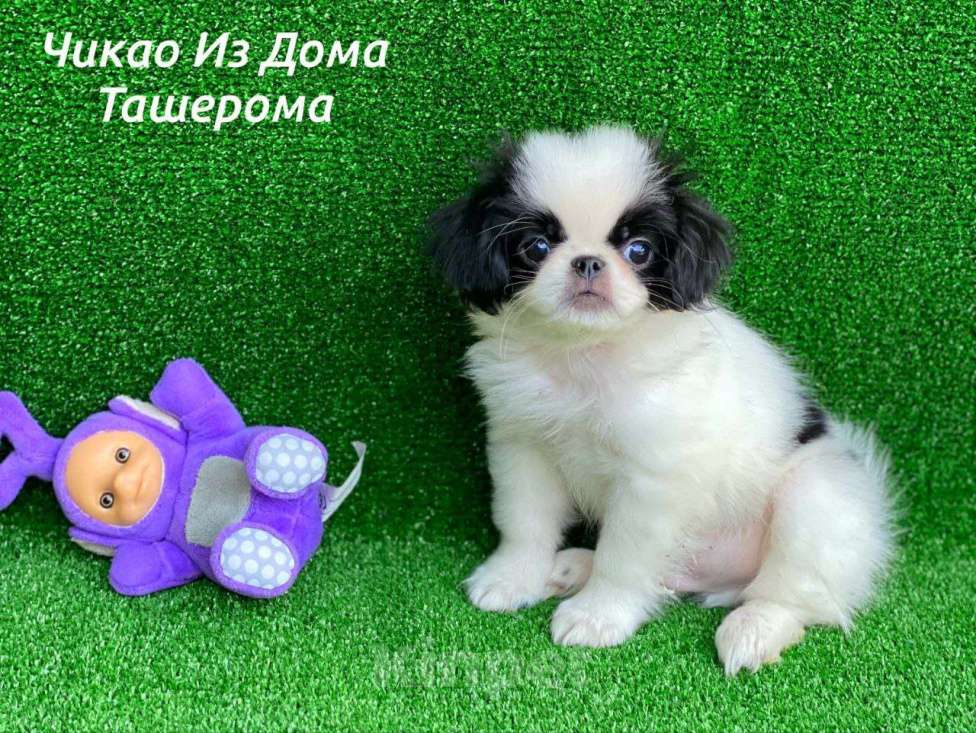 Собаки в Лыткарино: Малыши Японского хина Мальчик, 35 000 руб. - фото 4