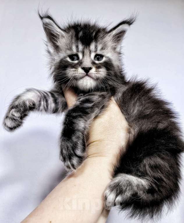 Кошки в Санкт-Петербурге: Кот Мейн-кун Мальчик, Бесплатно - фото 1