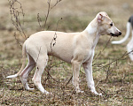 Собаки в Москве: Палевая девочка уиппет Девочка, Бесплатно - фото 1