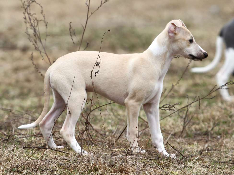 Собаки в Москве: Палевая девочка уиппет Девочка, Бесплатно - фото 1
