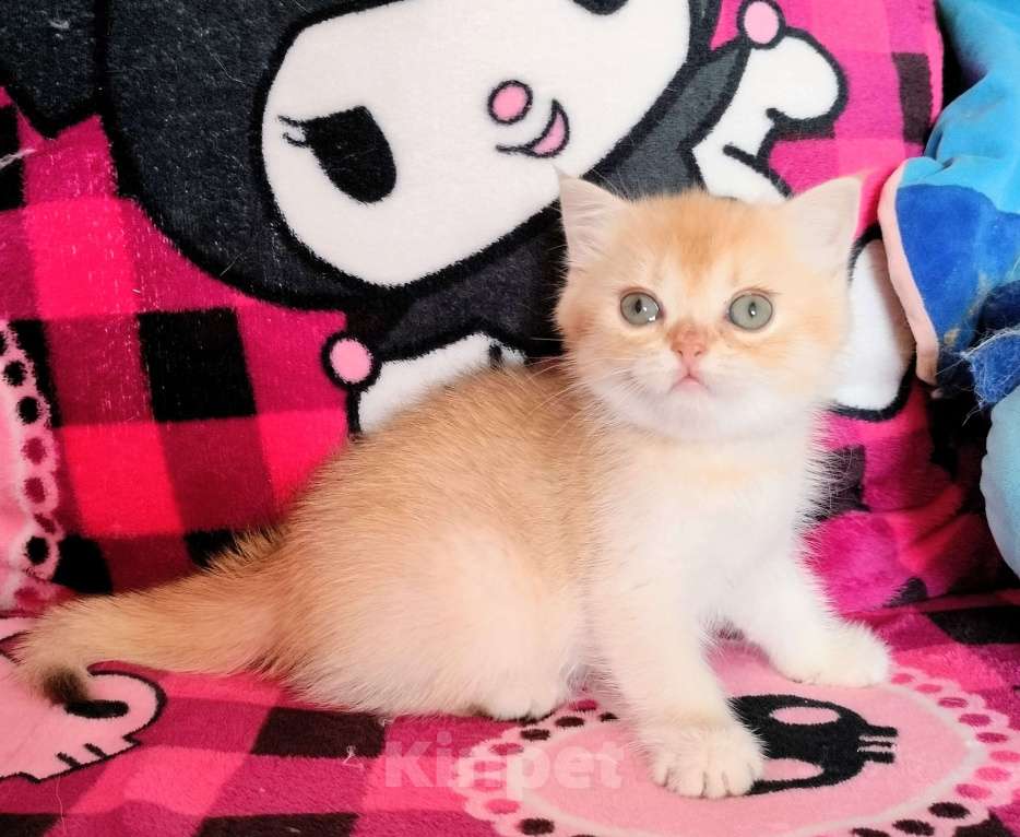 Кошки в Воронеже: Золотая шоколадная завуалированная шиншилла Девочка, 40 000 руб. - фото 3