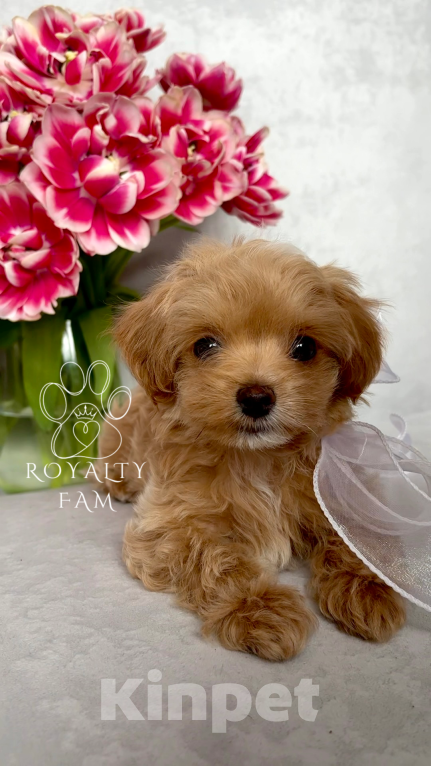 Собаки в Тольятти: Мини мальчик мальтипу F1 Royalty Fam Lovelace Мальчик, Бесплатно - фото 8