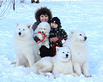 Собаки в Краснодаре: Щенок самоед Мальчик, Бесплатно - фото 1