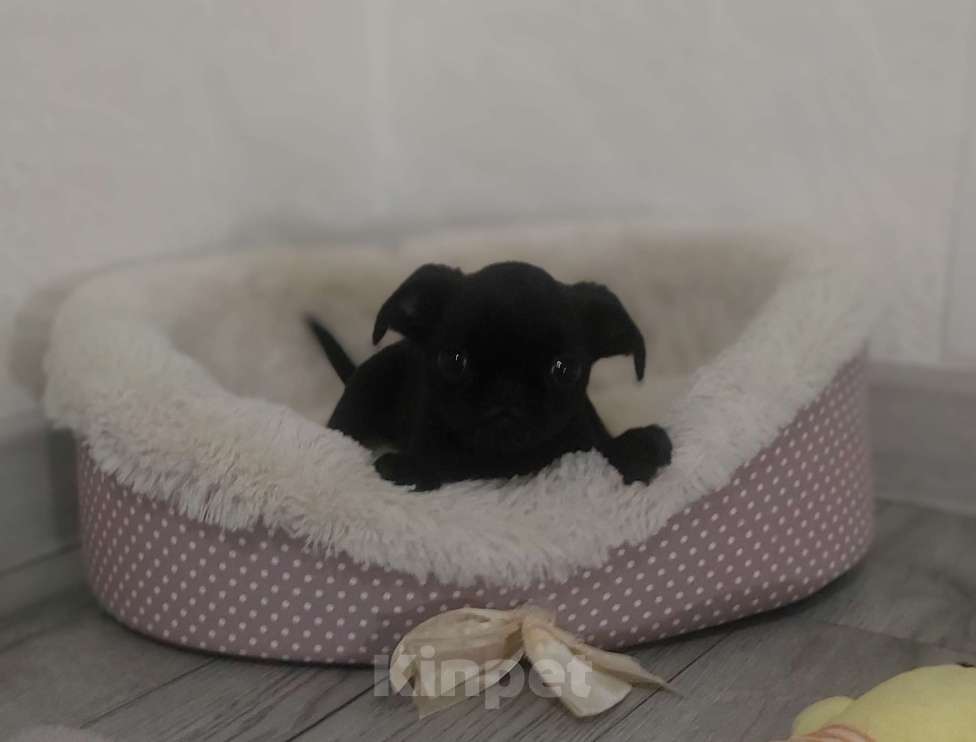 Собаки в Москве: Мальчик брабансона  Мальчик, 40 000 руб. - фото 1