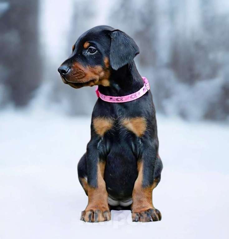 Собаки в Санкт-Петербурге: Щенок добермана Девочка, 70 000 руб. - фото 1