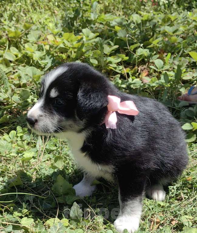 Собаки в других городах Ростовской области: Щенок для радости Девочка, Бесплатно - фото 6