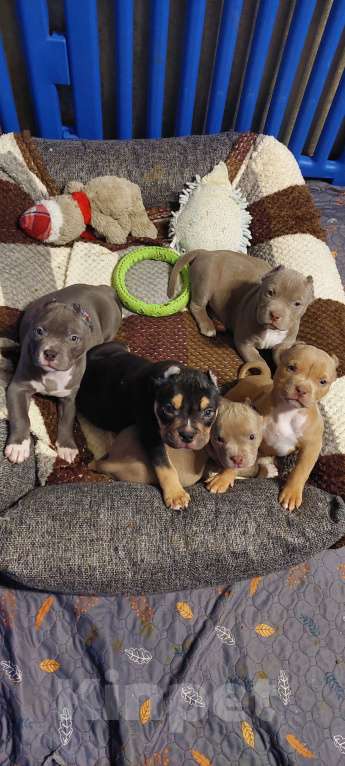 Собаки в других городах Московской области: Американские були Девочка, 85 000 руб. - фото 7