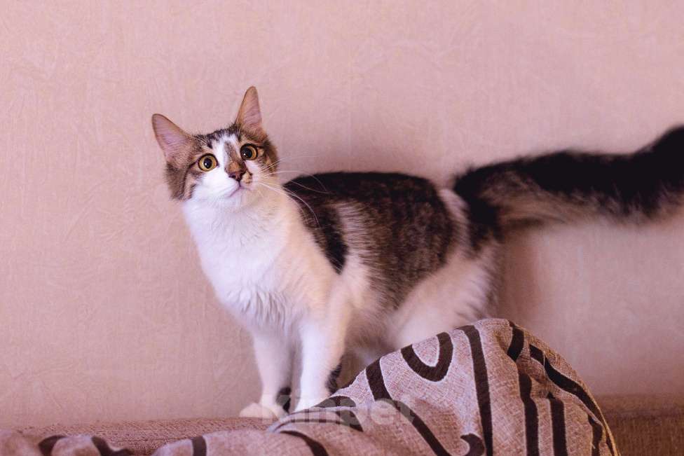 Кошки в Москве: Невероятной красоты кошка Диона Девочка, Бесплатно - фото 2