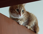 Кошки в Арзамасе: Помогите, пожалуйста найти кота Мальчик, 600 руб. - фото 3
